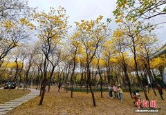 福州黄花风铃木迎来盛放期
